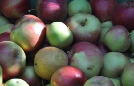 Action annuelle de notre club: récolte de pommes pour mise en cubis