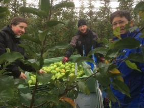 Matinée récolte de pommes à Etoy  par les membres du Club Rotary Lausanne-Rives